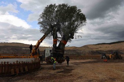 milasta-3-asirlik-zeytin-agaci-yeni-yerine-torenle-tasindi