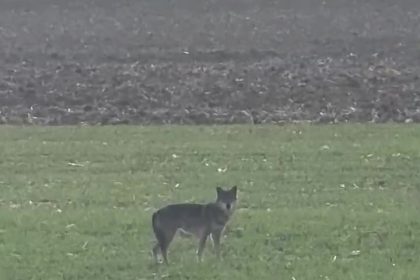 populasyonu-artan-kurtlar-koylere-indi