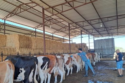 sokede-sap-hastaligi-nedeniyle-hayvan-hareketlerine-kisitlama-getirildi