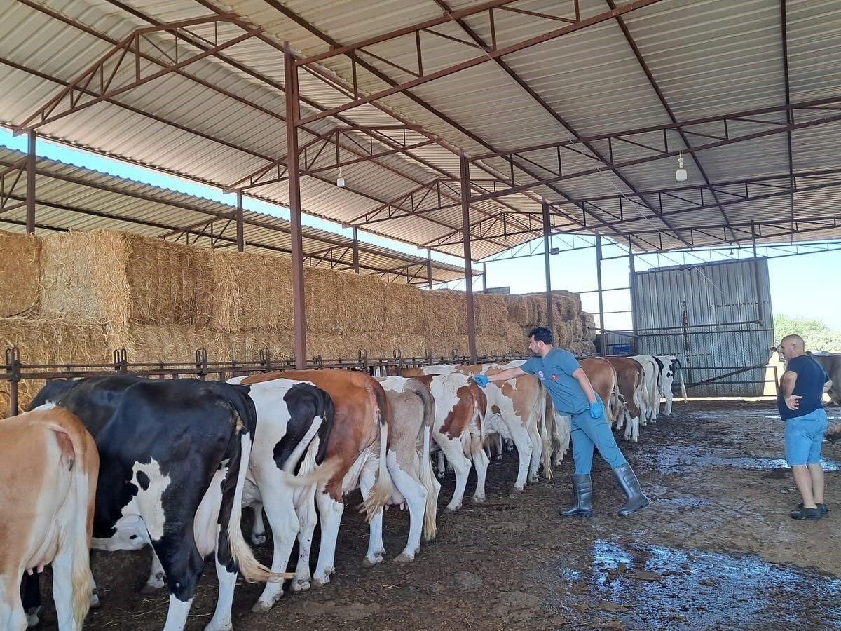 sokede-sap-hastaligi-nedeniyle-hayvan-hareketlerine-kisitlama-getirildi