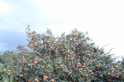 sokede-zararli-populasyonunda-artis-goruldu