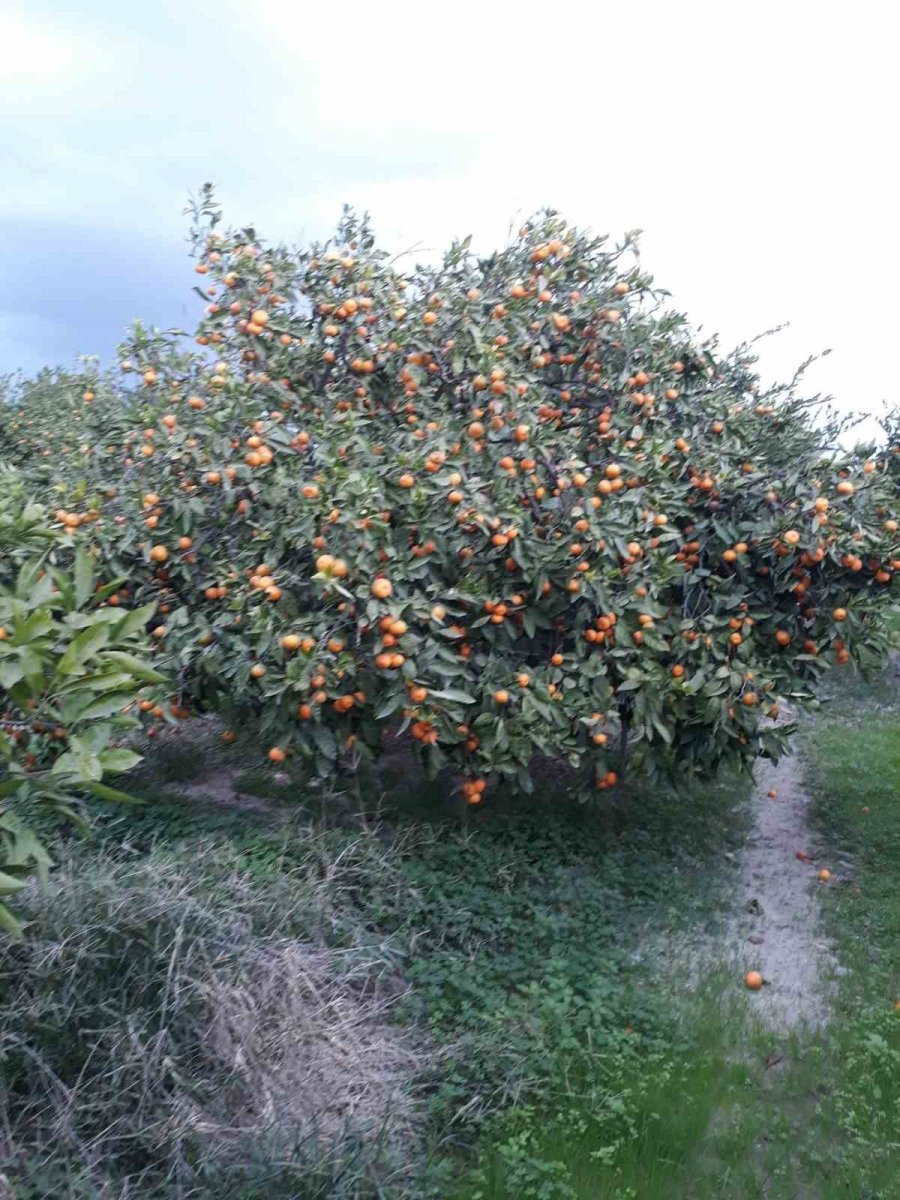 sokede-zararli-populasyonunda-artis-goruldu