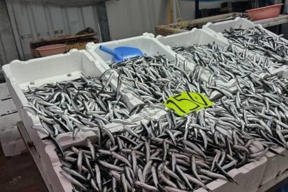 zonguldakta-hava-sartlari-hamsi-fiyatini-yukseltti