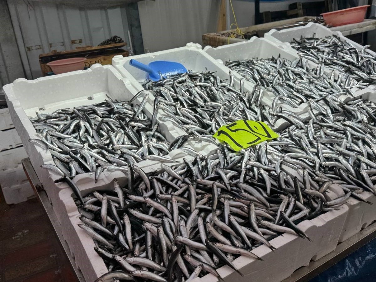 zonguldakta-hava-sartlari-hamsi-fiyatini-yukseltti