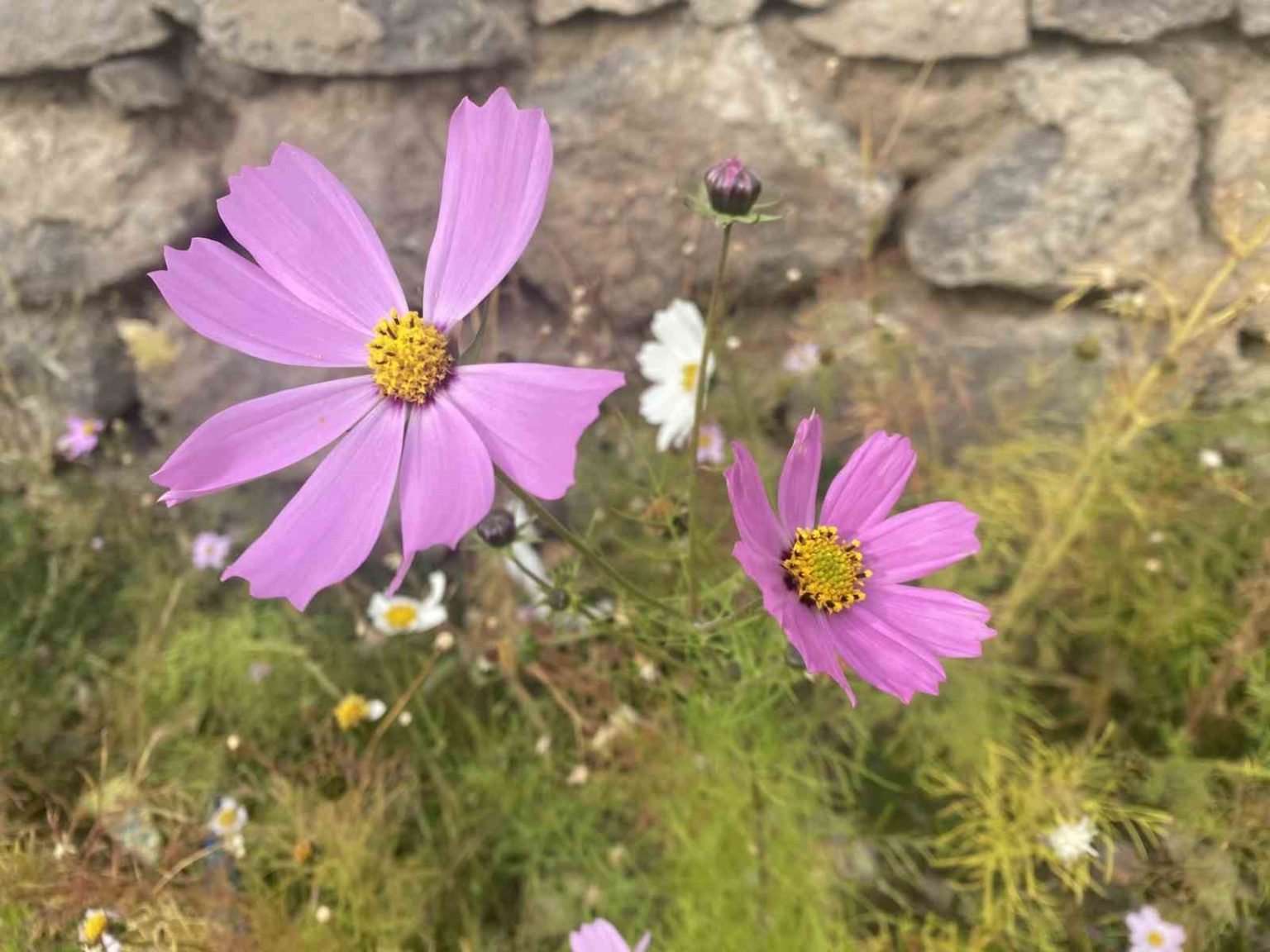 agrida-kasim-ayinda-acan-cicekler-sasirtti