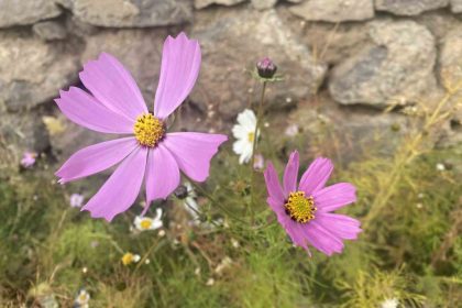 agrida-kasim-ayinda-acan-cicekler-sasirtti
