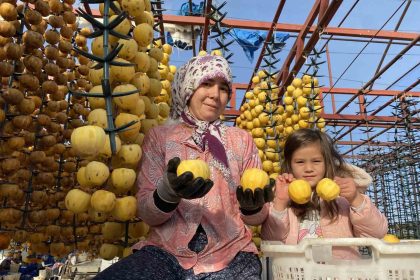 alasehirde-ilk-kez-cennet-hurmasi-festivali-duzenlenecek