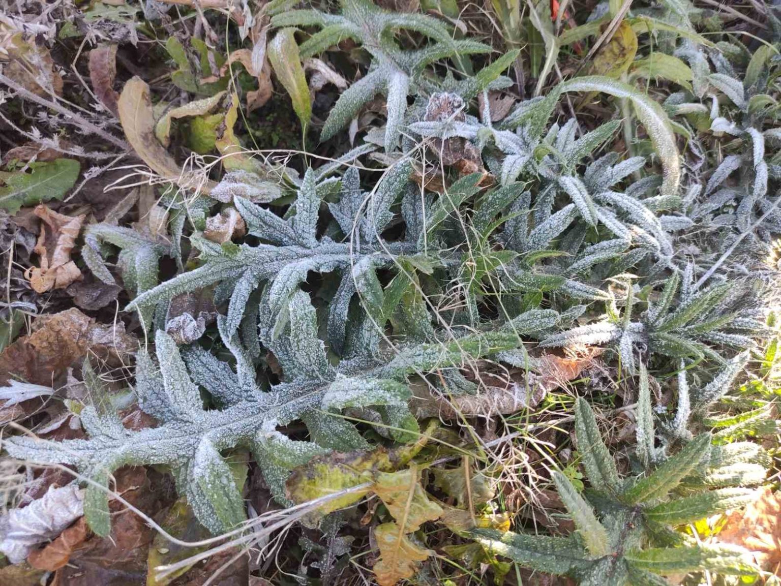 ardahanin-gole-ilcesi-turkiyenin-en-soguk-yerlesim-yeri-oldu