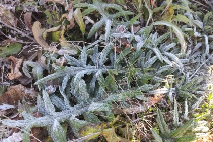 ardahanin-gole-ilcesi-turkiyenin-en-soguk-yerlesim-yeri-oldu