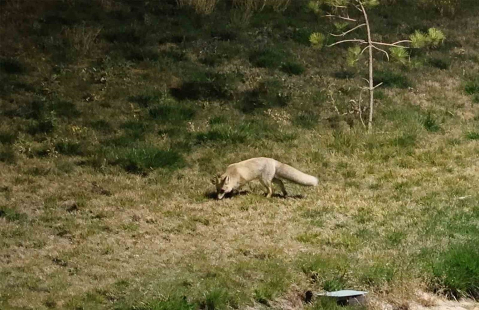 bitlis-sokaklarinda-tilkiler-goruntulendi