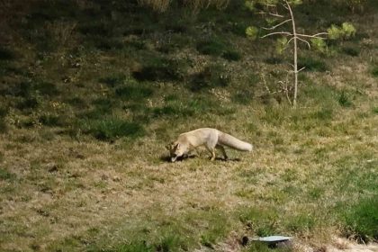 bitlis-sokaklarinda-tilkiler-goruntulendi