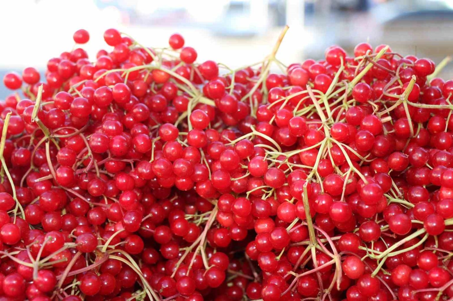 erzincanda-sifa-deposu-gilaburuya-yogun-ilgi