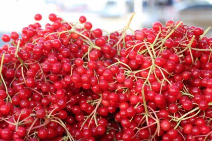 erzincanda-sifa-deposu-gilaburuya-yogun-ilgi