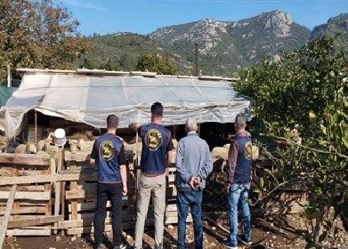 germencikte-calinan-hayvanlar-bulunarak-sahibine-teslim-edildi