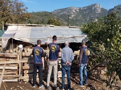 germencikte-calinan-hayvanlar-bulunarak-sahibine-teslim-edildi