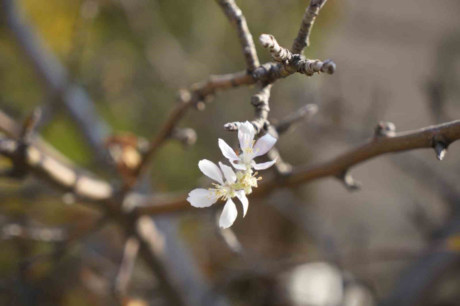 gumushanede-kasim-ayinda-cicek-acan-elma-agaci-sasirtti