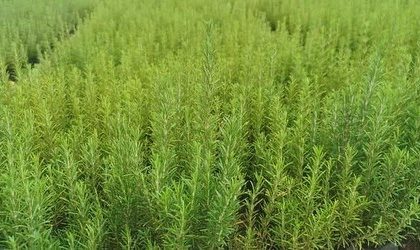 muglada-atil-araziler-biberiye-ile-canlaniyor