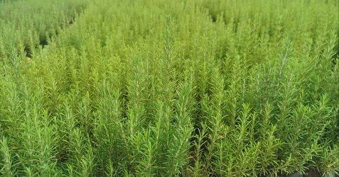 muglada-atil-araziler-biberiye-ile-canlaniyor