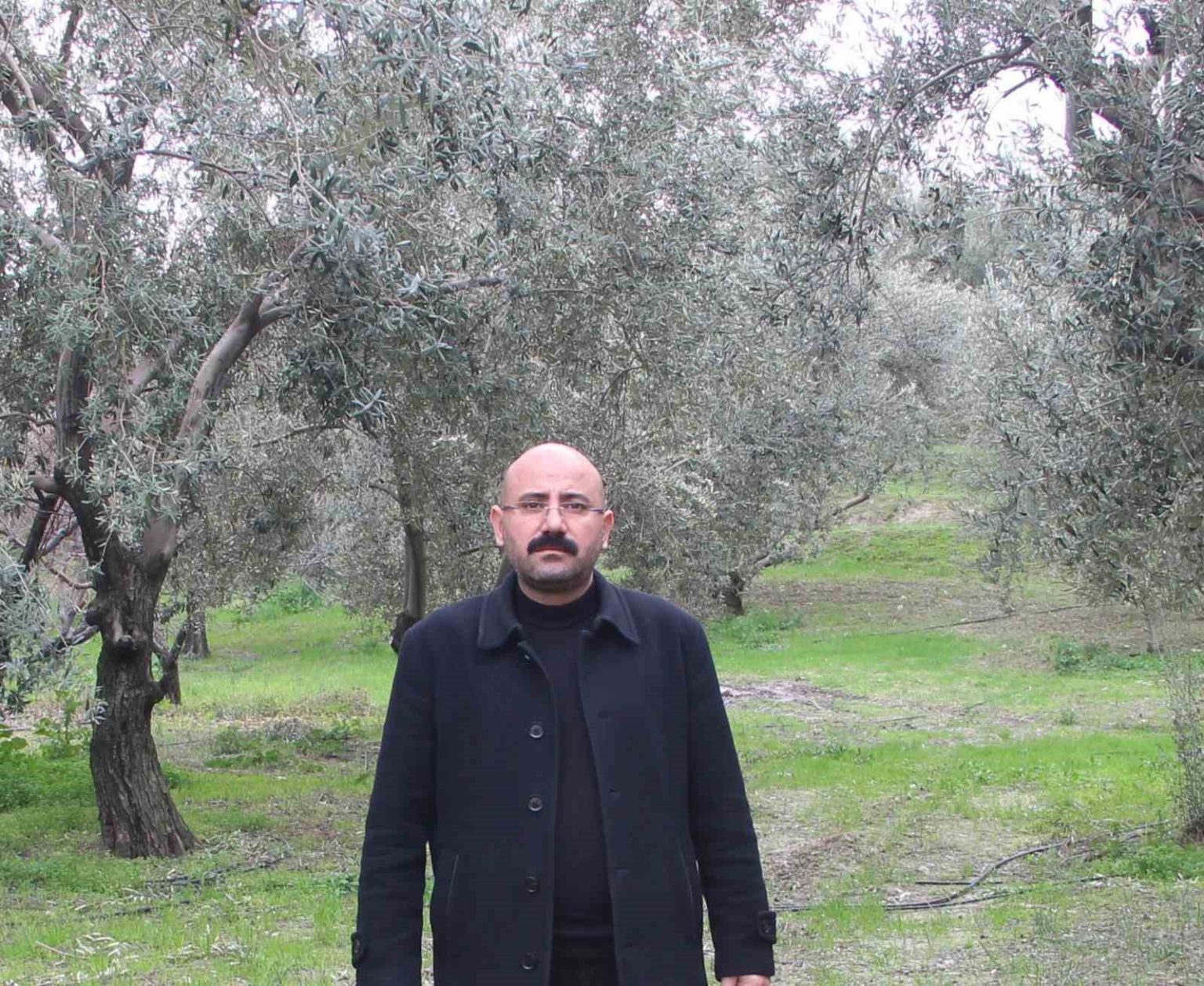 mutda-bu-yil-120-bin-ton-zeytin-rekoltesi-bekleniyor