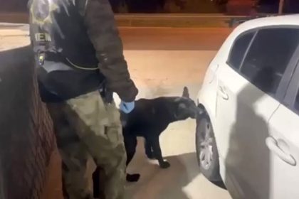 narkotik-kopegi-tony-bagajdaki-uyusturucuyu-buldu