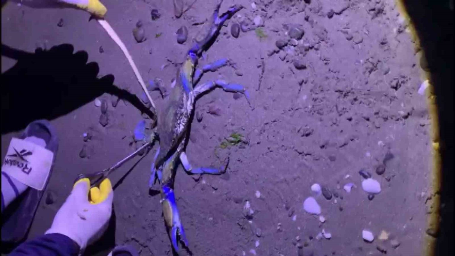 samsun-sahilinde-nadir-misafir-mavi-yengec-kiyiya-vurdu