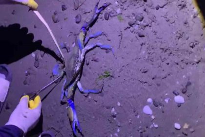 samsun-sahilinde-nadir-misafir-mavi-yengec-kiyiya-vurdu