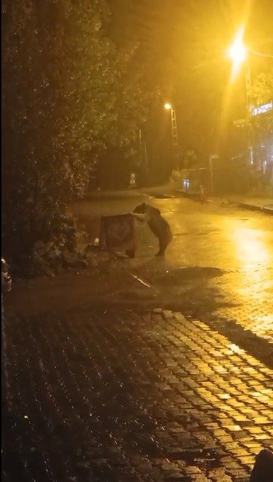 sarikamista-ayilar-kis-uykusunu-unuttu