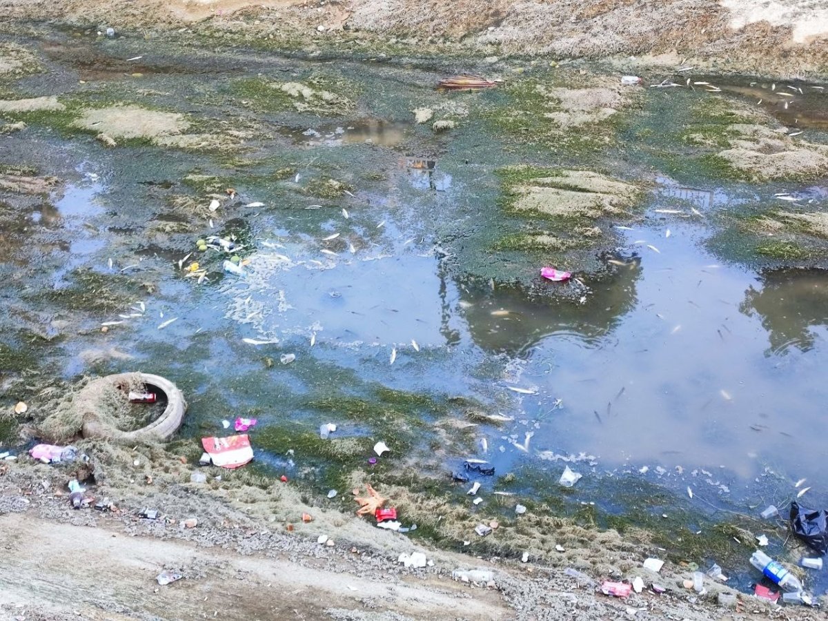 sulama-kanalindaki-baliklar-telef-olmaya-devam-ediyor