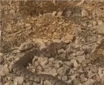 tek-isirigi-bir-insani-oldurmeye-yeten-dev-engerek-yilani-goruntulendi