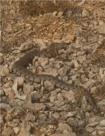 tek-isirigi-bir-insani-oldurmeye-yeten-dev-engerek-yilani-goruntulendi