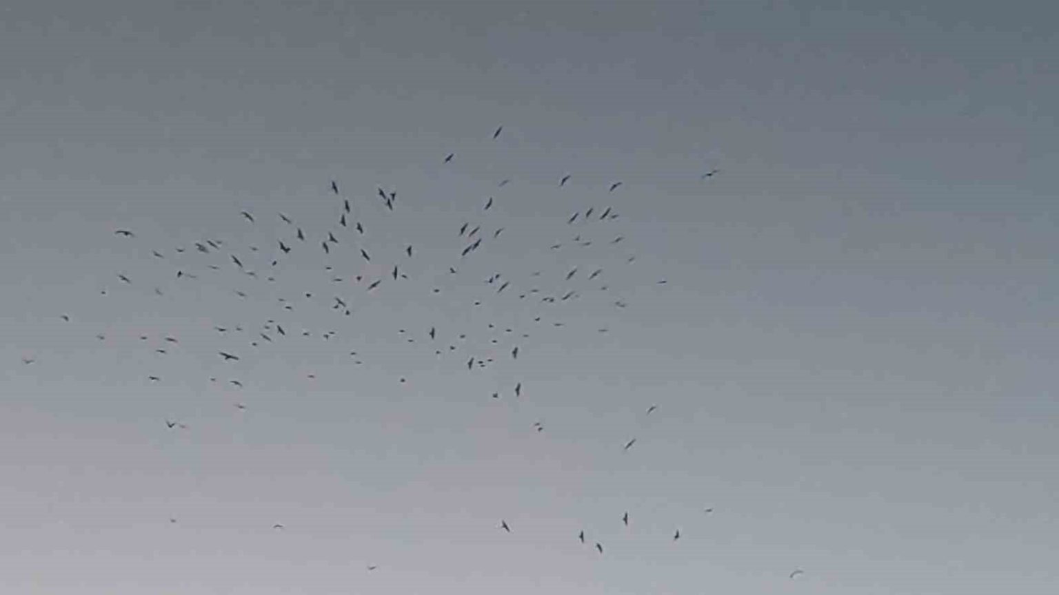 van-golu-uzerinde-kus-surusunun-gorsel-soleni