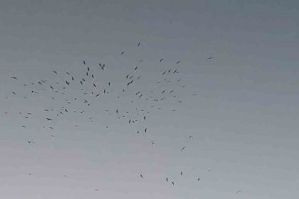 van-golu-uzerinde-kus-surusunun-gorsel-soleni