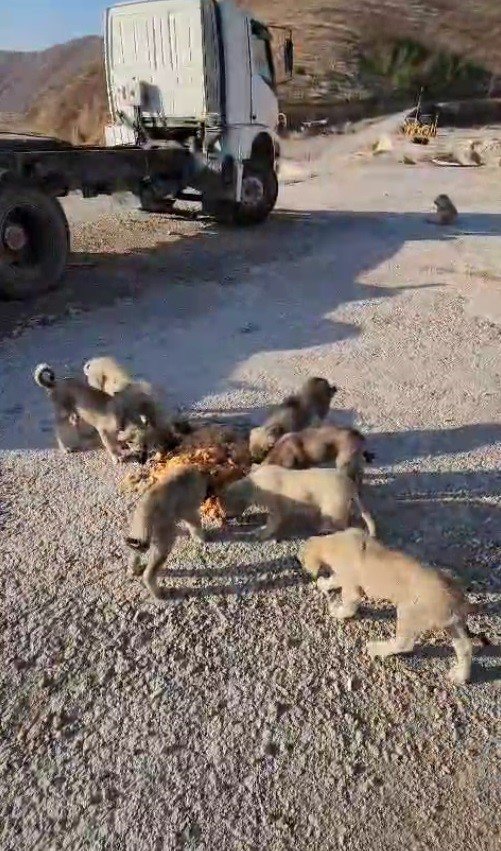 yolda-yalniz-degiller-bayburtlu-sofor-anne-ve-yavru-kopekleri-koca-tencere-yemekle-besledi