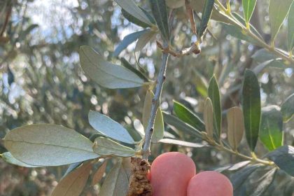 salihlide-ureticilere-zeytin-dal-kanseri-uyarisi