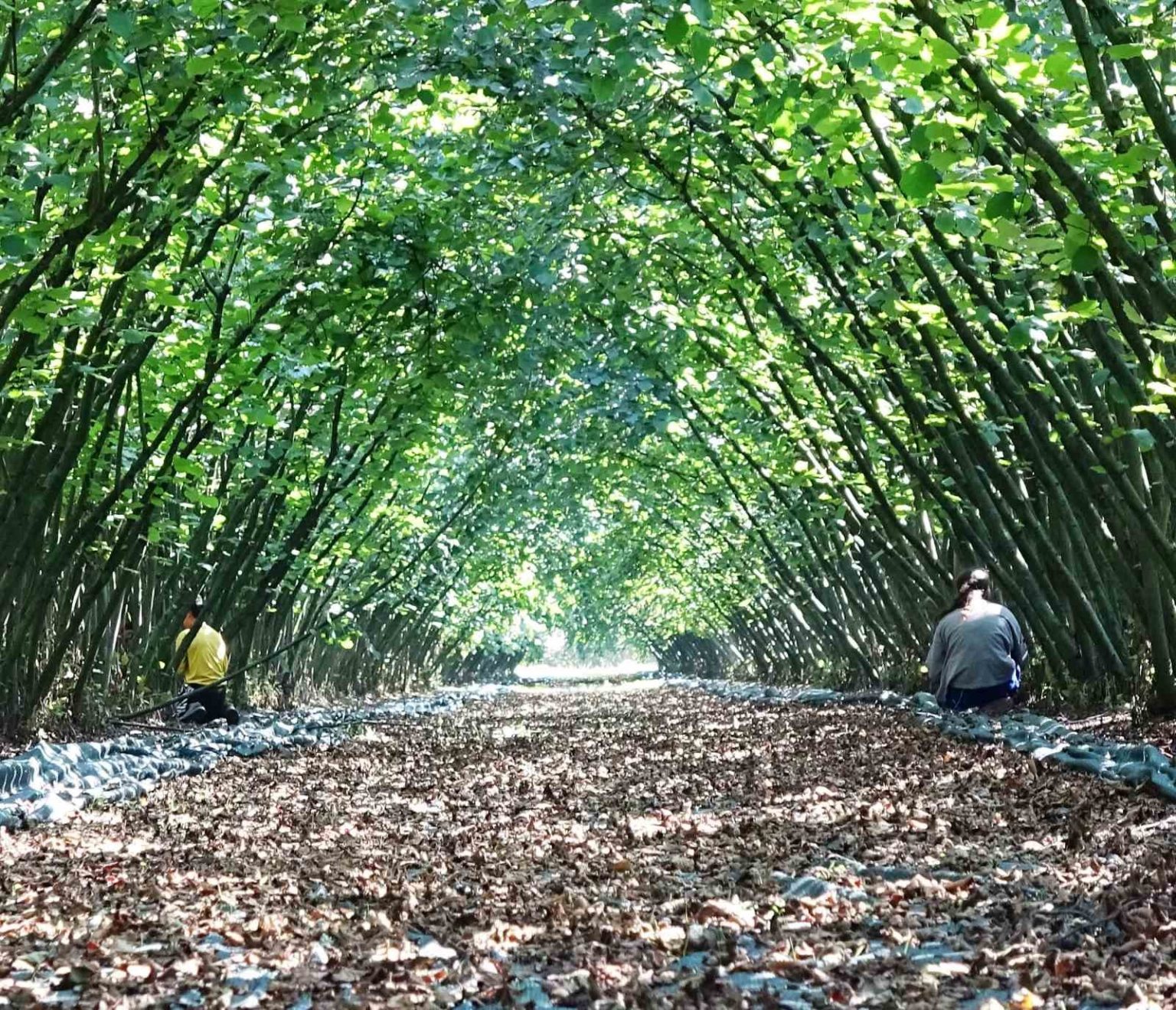 samsunda-63-yatirimciya-findik-hasat-filesi-hibesi