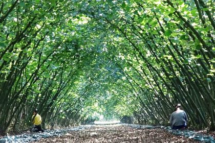 samsunda-63-yatirimciya-findik-hasat-filesi-hibesi