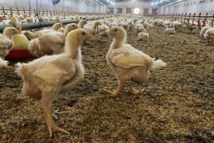 sokede-ureticilere-kus-gribi-riski-uyarisi