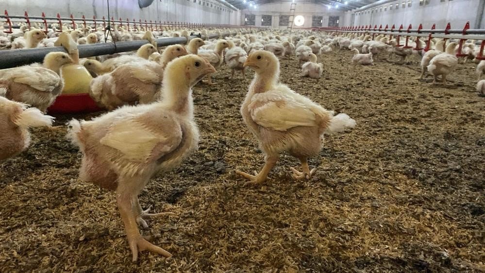 sokede-ureticilere-kus-gribi-riski-uyarisi