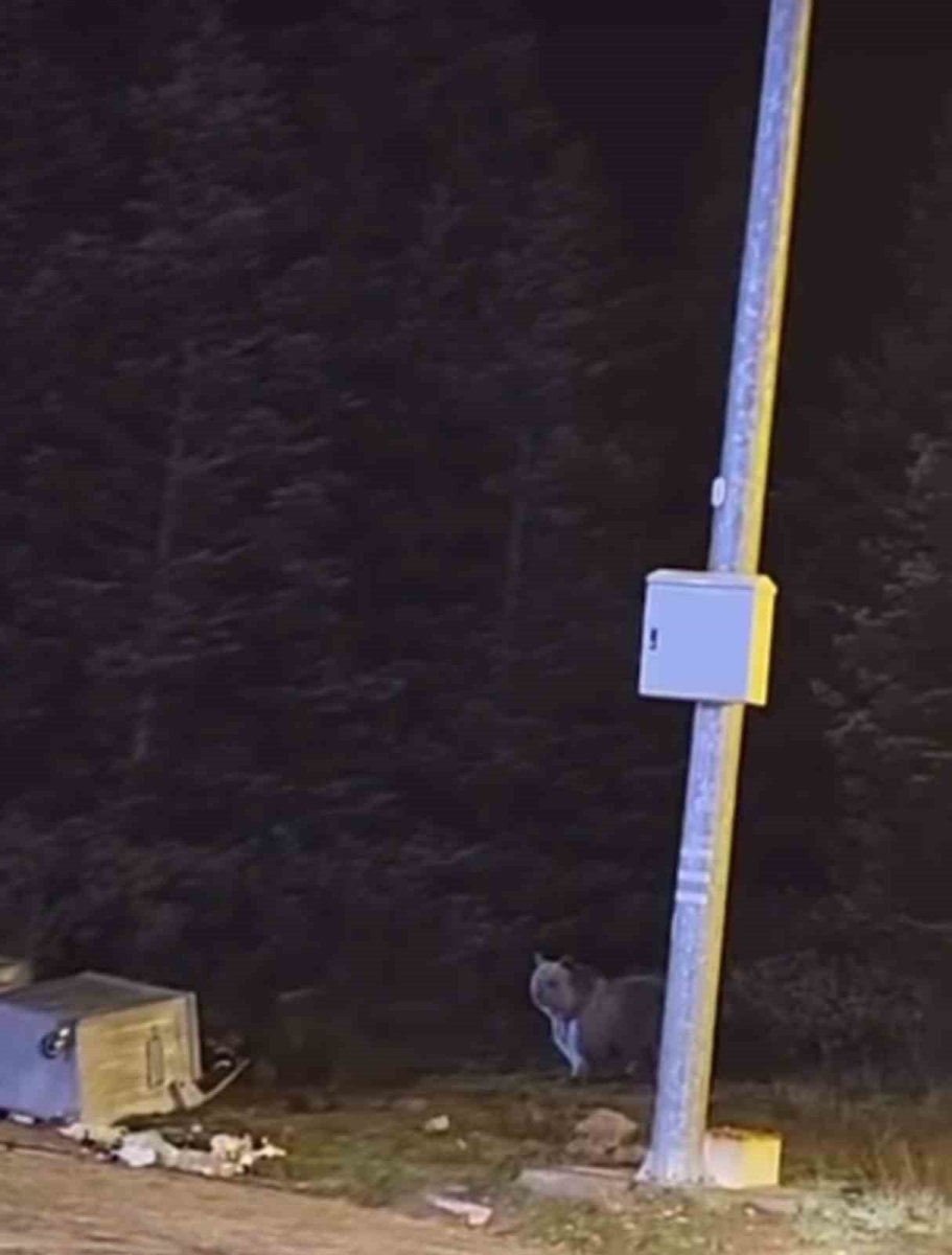 uludagda-kis-uykusuna-yatmayan-ayilar-cop-konteynerlerini-talan-etti