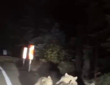 uludagda-vahsi-doganin-en-tatli-ani-anne-ayi-yavrularini-emzirirken-goruntulendi