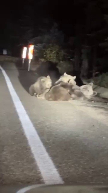 uludagda-vahsi-doganin-en-tatli-ani-anne-ayi-yavrularini-emzirirken-goruntulendi