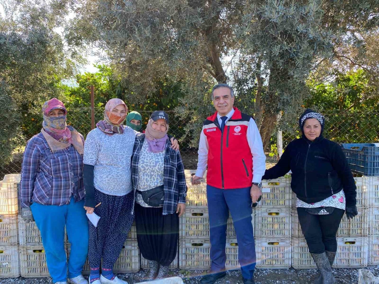 aydinda-mandalina-hasadi-basladi