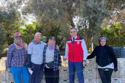 aydinda-mandalina-hasadi-basladi