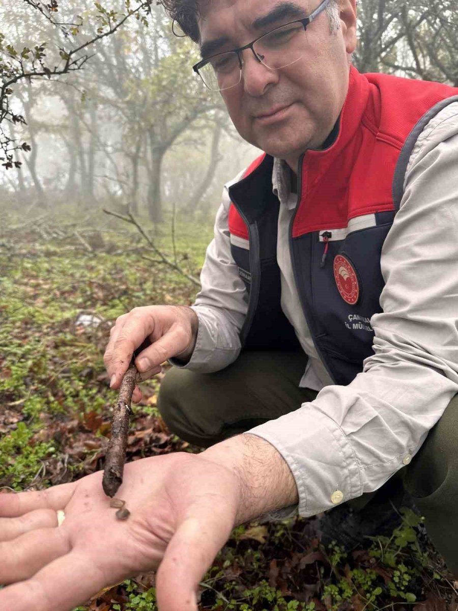 canakkalede-hububat-zararlisi-suneye-gecit-yok