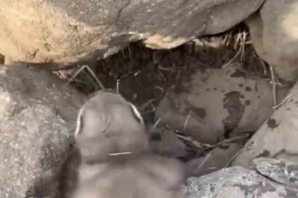 diyarbakirda-bitkin-halde-bulunan-gelincik-vatandaslar-tarafindan-goruntulendi