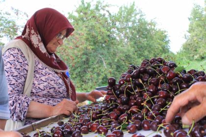 dondurulmus-kirazda-da-dunya-lideriyiz