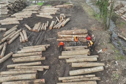 duzcede-orman-urunu-ihracati-gecen-yili-gecti