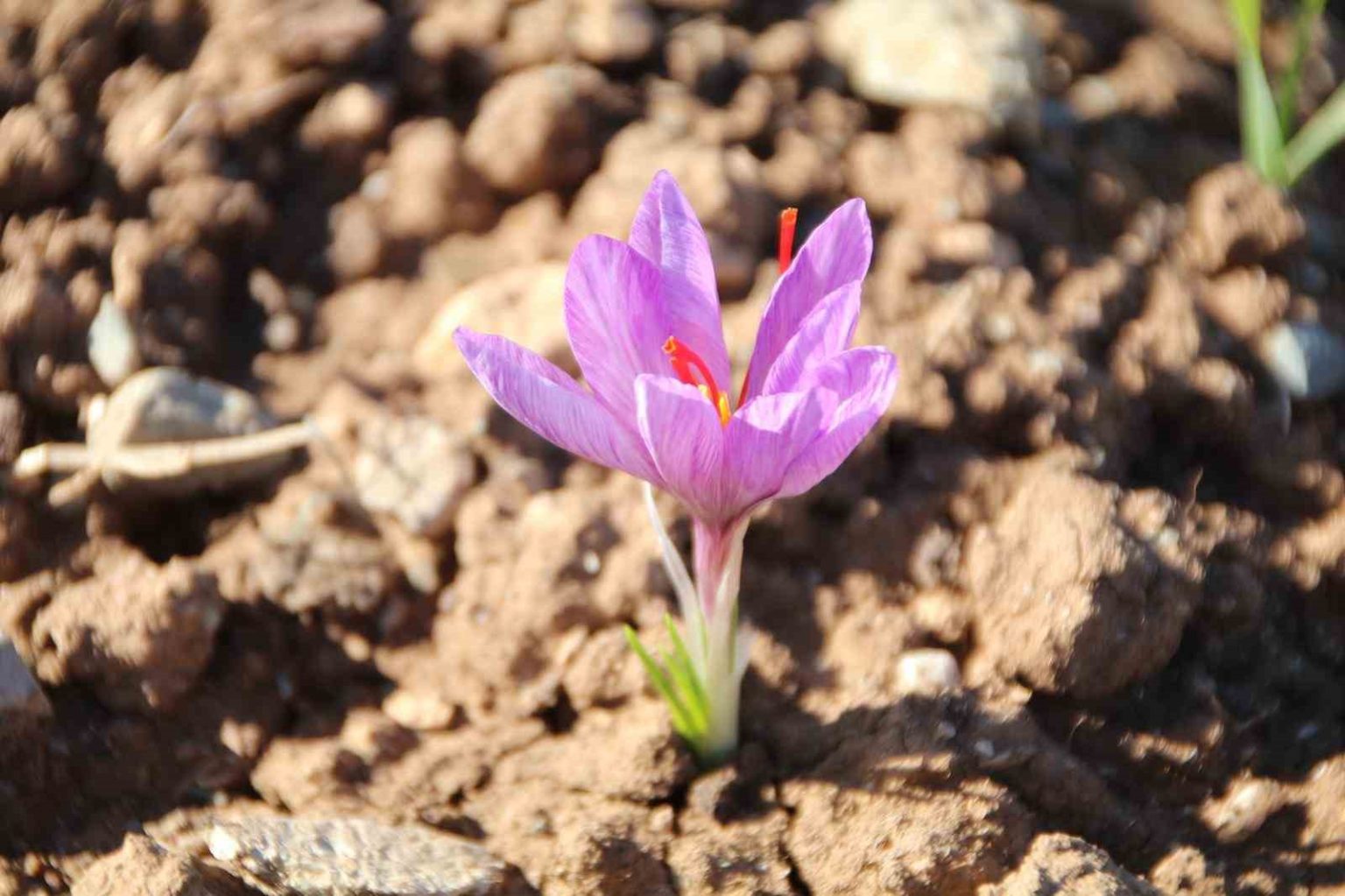 honaz-belediyesi-yerel-tohum-merkezinde-safran-soganlari-filizlenmeye-basladi