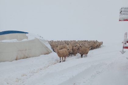 karin-agirligina-dayanamayan-cadir-coktu-8-koyun-telef-oldu