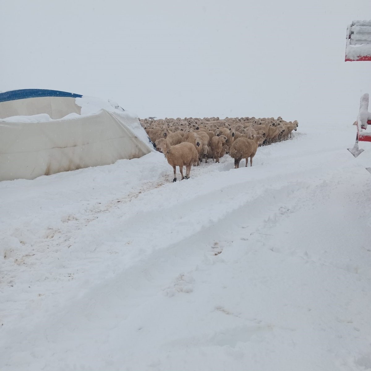 karin-agirligina-dayanamayan-cadir-coktu-8-koyun-telef-oldu